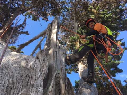 Arborist abseiling down pine tree