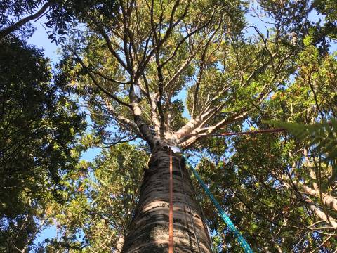 Looking up trunk of kauri tree