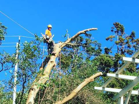 Arborist removing tree near powerlines